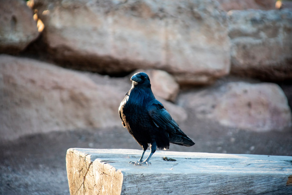 raven looking for a handout at the grand canyon