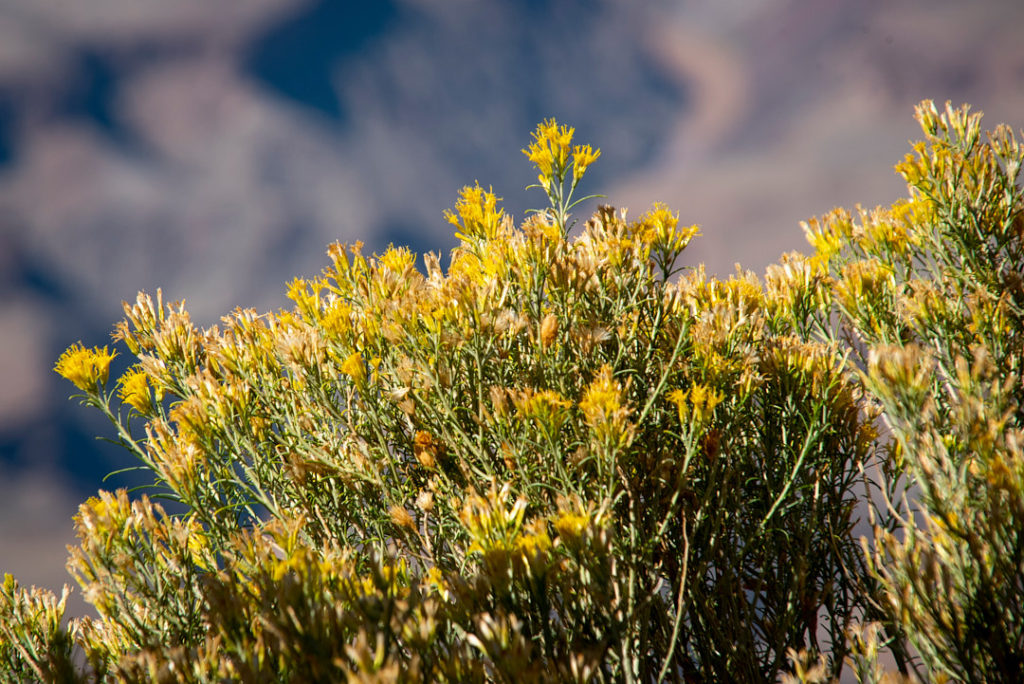 flowers at the grand canyon