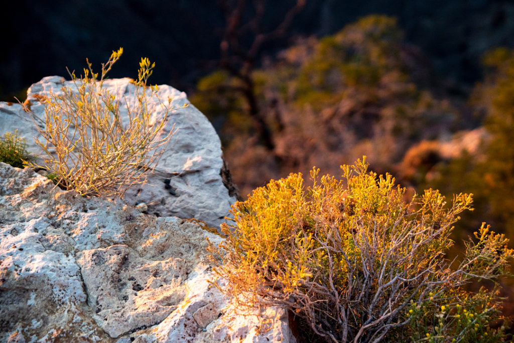 flowers around rocks at the grand canyon