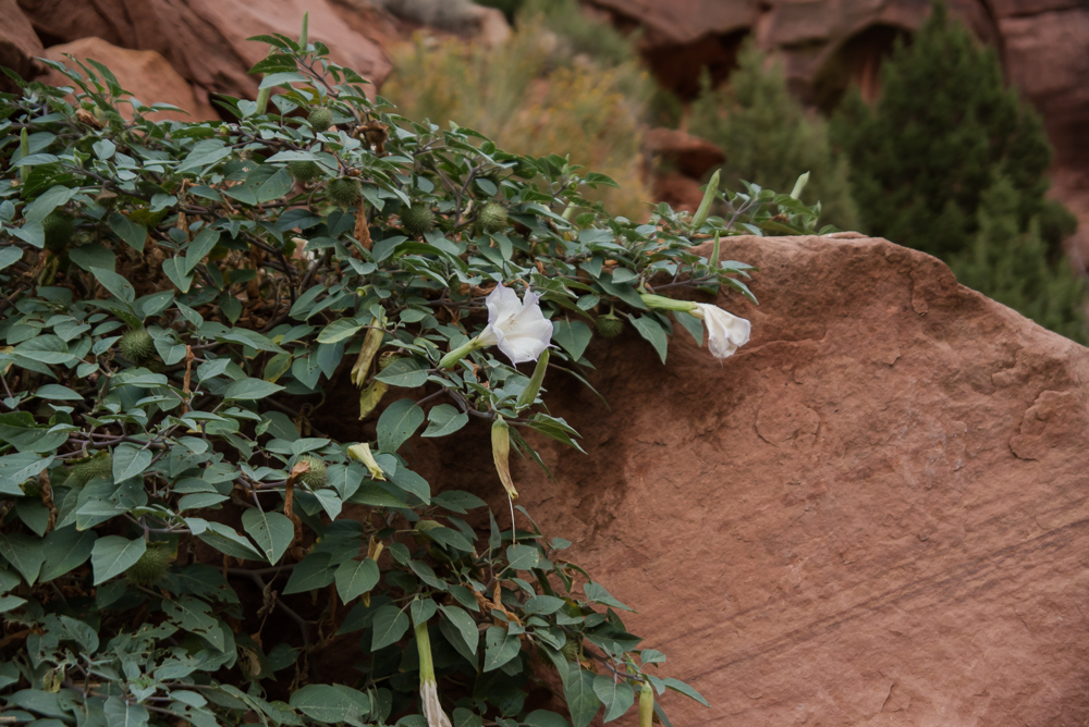 Jimson Weed seen in Zion National Park
