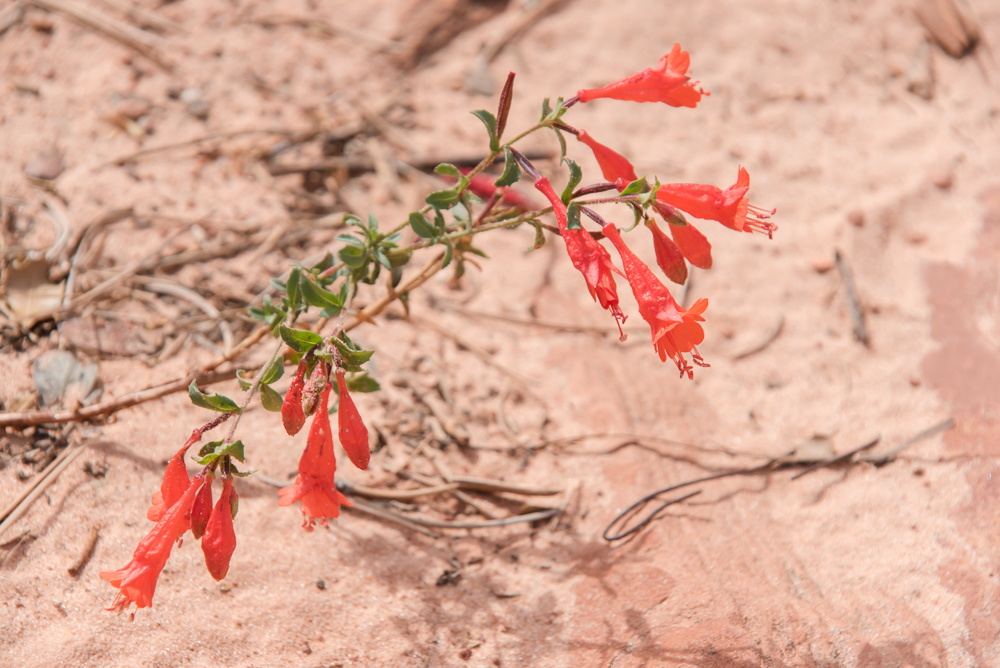 Penstemon, a flower found in Zion National Park