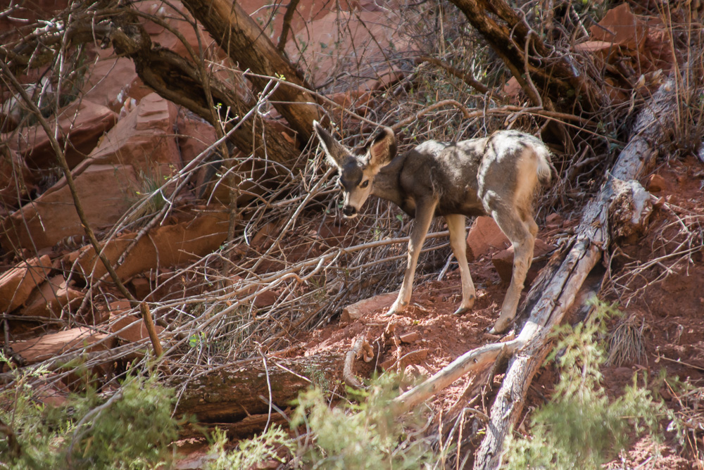 Muledeer Fawn