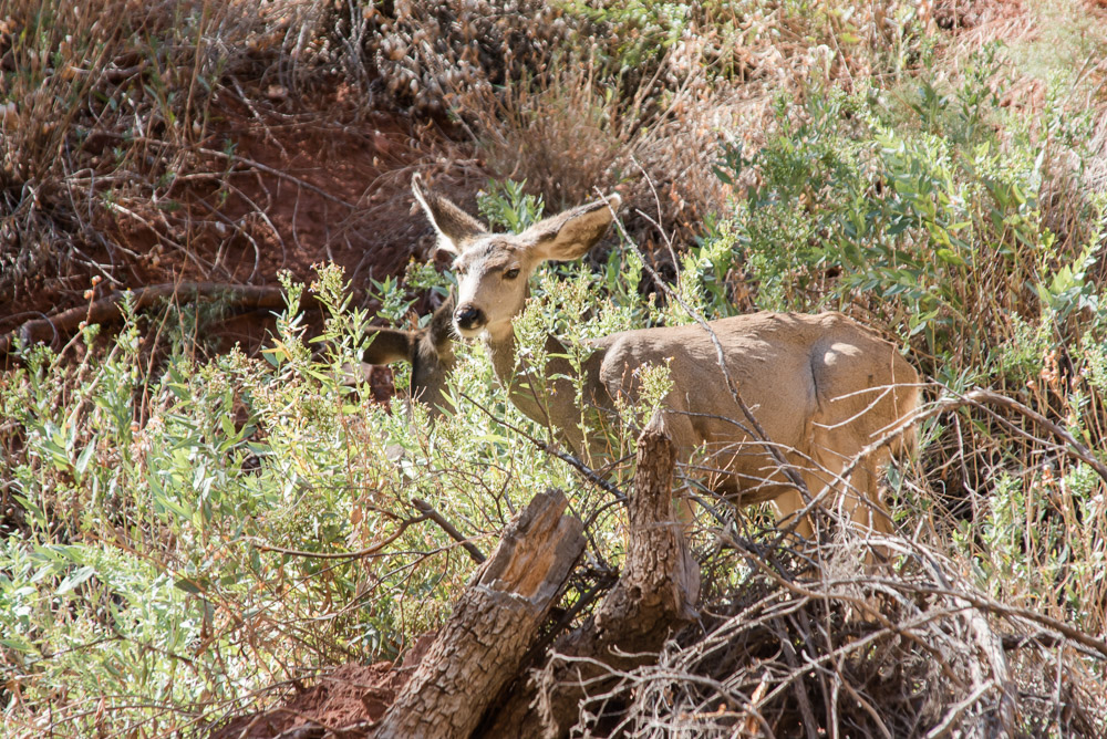 Adult Muledeer