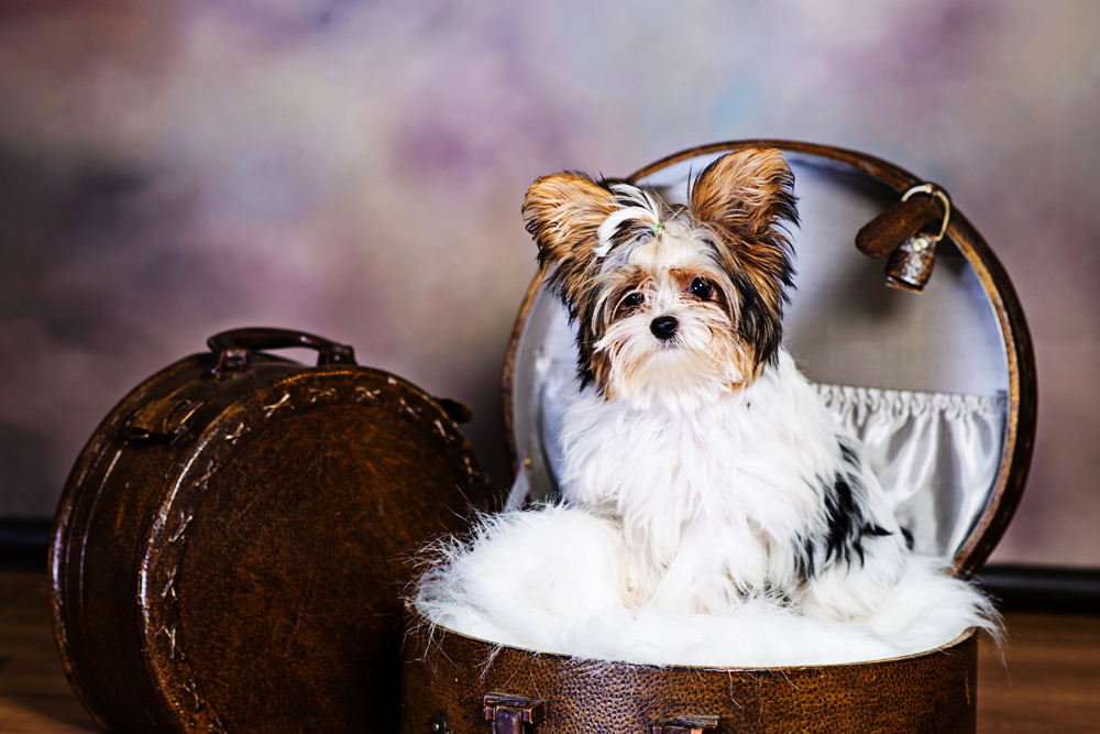 photo session with Puppy in basket