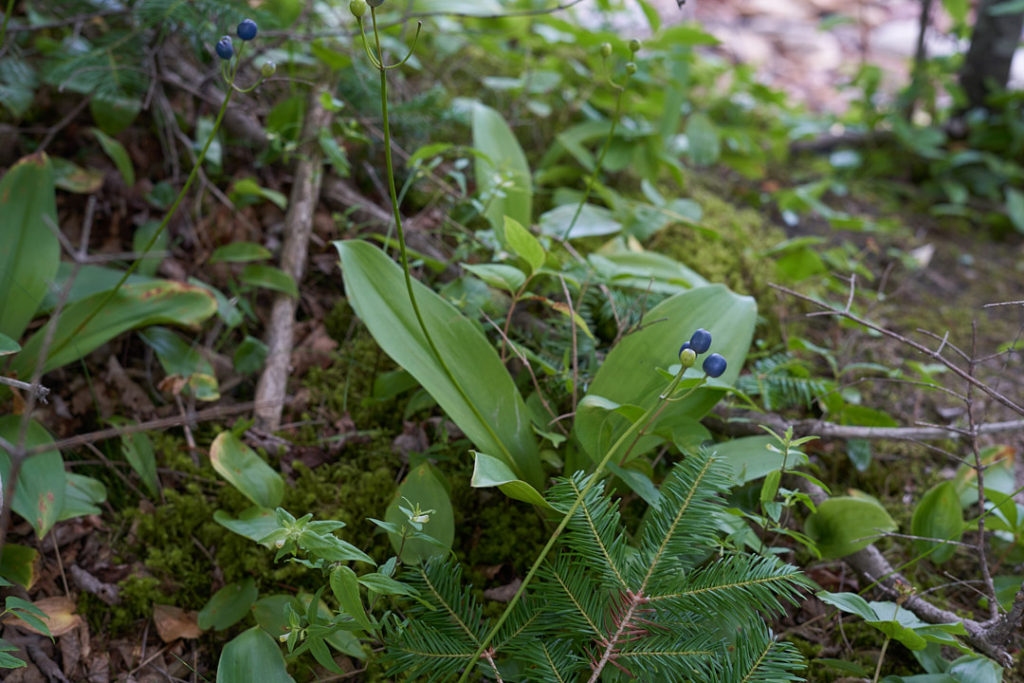 berry bush