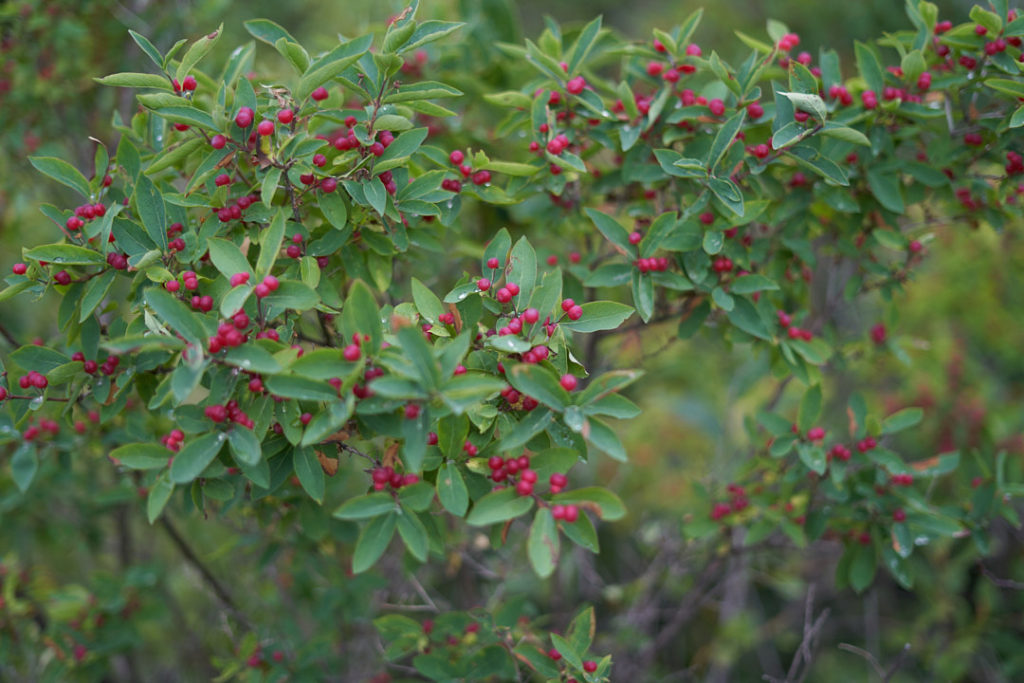 berry bush