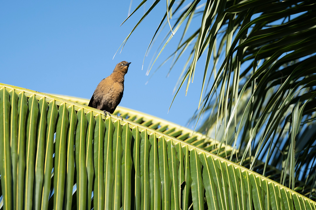 Bird sitting on a palm leaf in Placencia