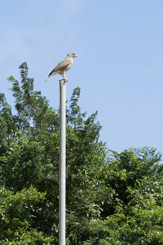 Hawk in Placencia, Belize