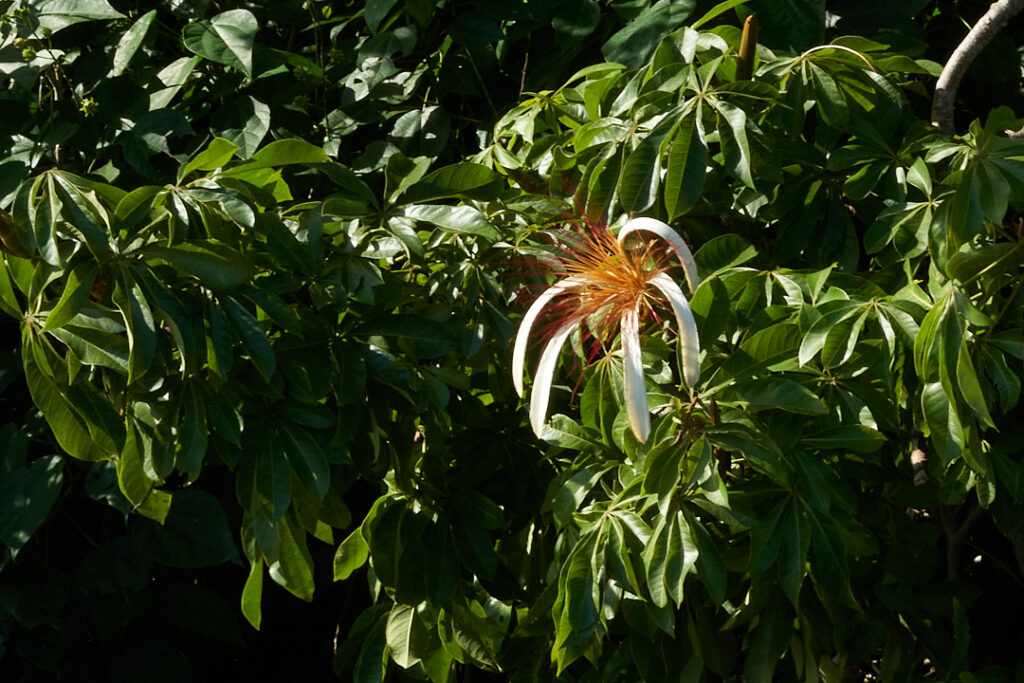 Provision Flower on Monkey Island off Placencia