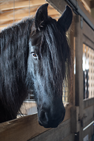 Yanni is a 17-year-old Freisian