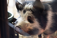 Charlotte the pig is a year old