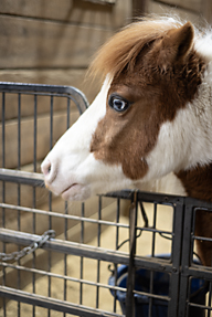 Charlie is a miniature horse.