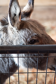 Dora the donkey-  she is a 12-year-old mini-donkey 