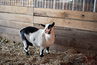 goat living at Max-Well Farms