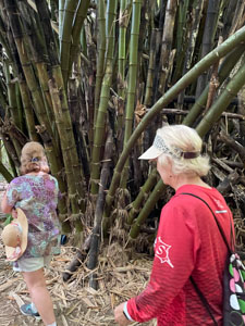 Jungle Bamboo in Belize