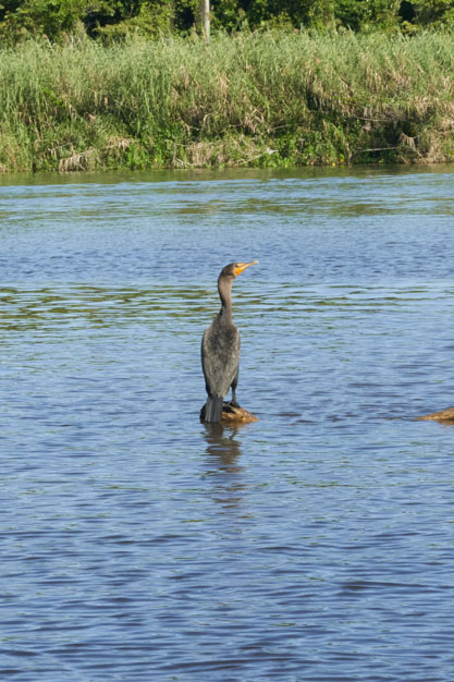 Heron in Placencia