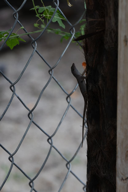 Common Gecko in Placencia, Belize
