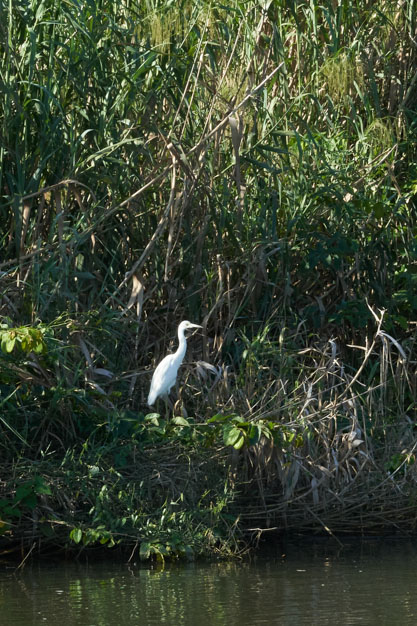 Egret in Placencia, Belize