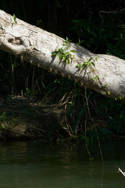 Bats in Belize