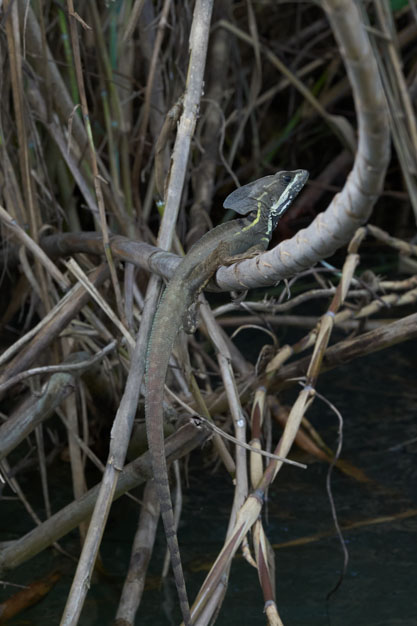 Jesus Christ Lizard, Belize