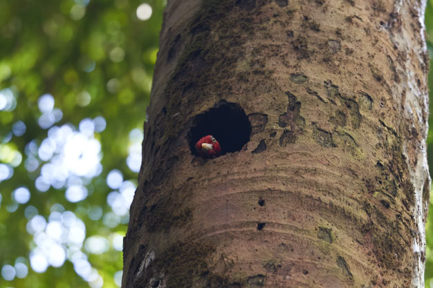 Woodpecker