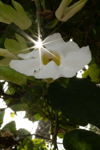Flowers of Belize
