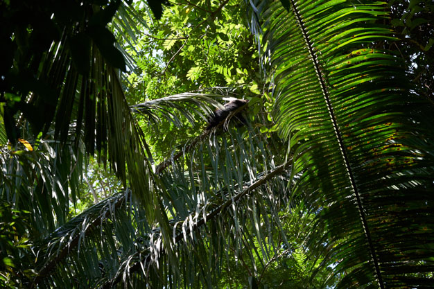 Howler Monkey in Belize