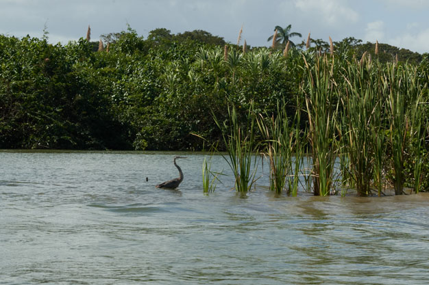 Snakebird
