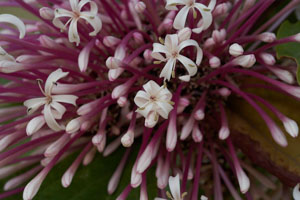 Closeup of a Bronze-leaved Clerodendrum