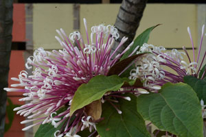 Bronze-leaved clerodendrum