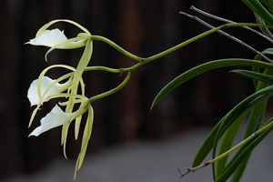 Orchids in Belize