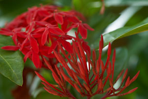 Jungle Geranium in Belize