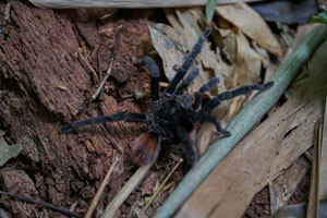 Tarantula on Jungle Floor