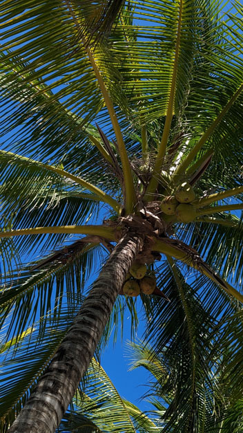 Looking up into a Palm tree and blue sky at Moho Caye off Placencia, Belize