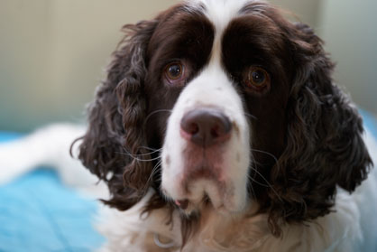 Springer spaniel