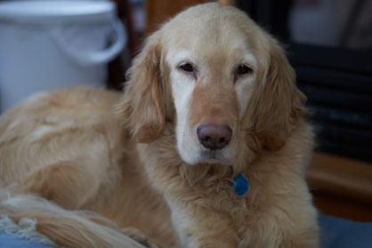 golden retriever