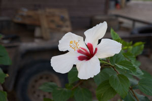 Hibiscus grows everywhere in Belize